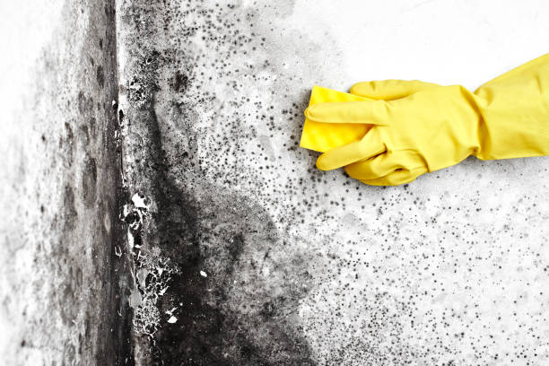Professional Mold Removal in West Linn, OR