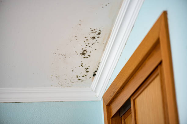 Best Residential Mold Removal  in West Linn, OR