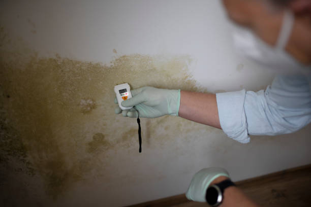 Best Crawl Space Mold Removal  in West Linn, OR