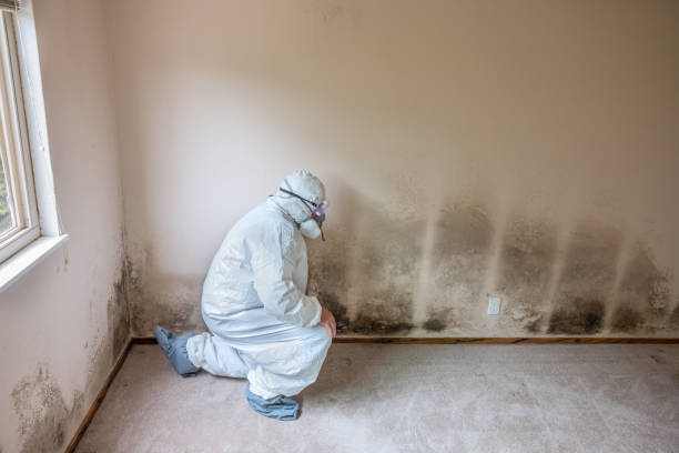 Best Crawl Space Mold Removal  in West Linn, OR