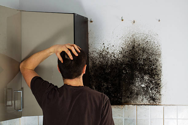 Attic Mold Removal in West Linn, OR