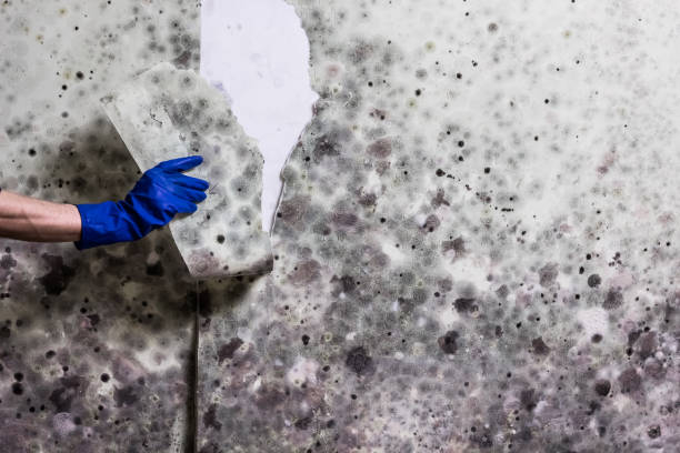 Best Black Mold Removal  in West Linn, OR
