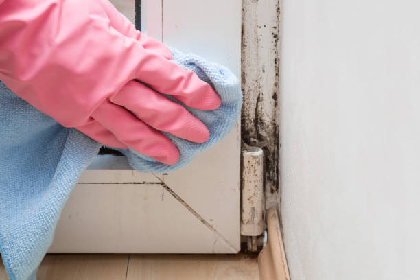 Certified Mold Removal in West Linn, OR