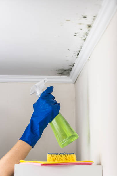Best Toxic Mold Removal  in West Linn, OR