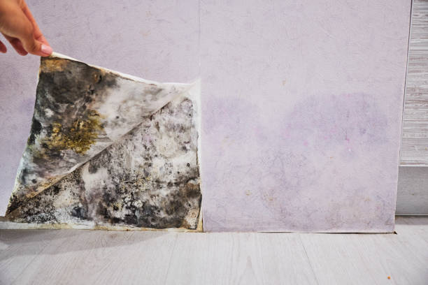 Best Office Mold Removal Services  in West Linn, OR